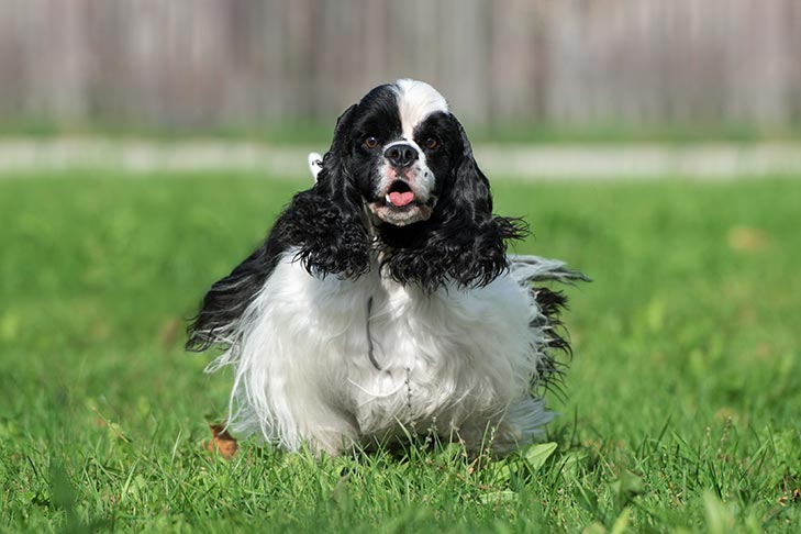 تصویر کوکر اسپانیل (Cocker Spaniel)